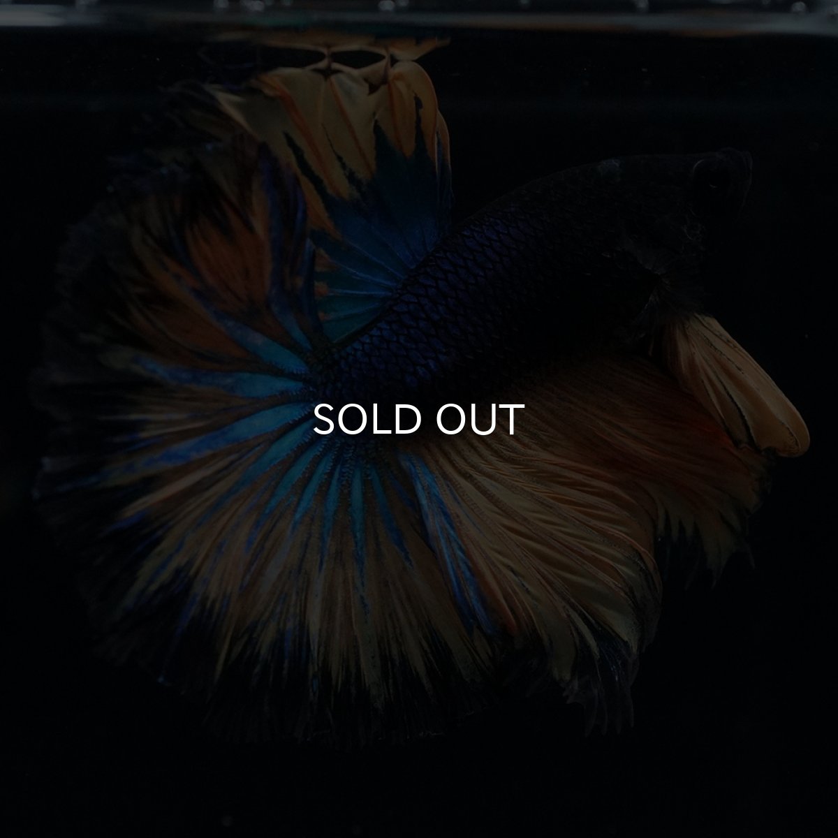 画像15: HM　マスタード　ローズテール (15)