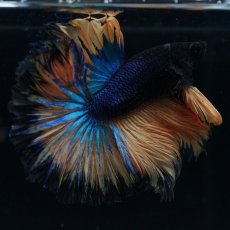 画像15: HM　マスタード　ローズテール (15)