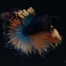 画像14: HM　マスタード　ローズテール (14)