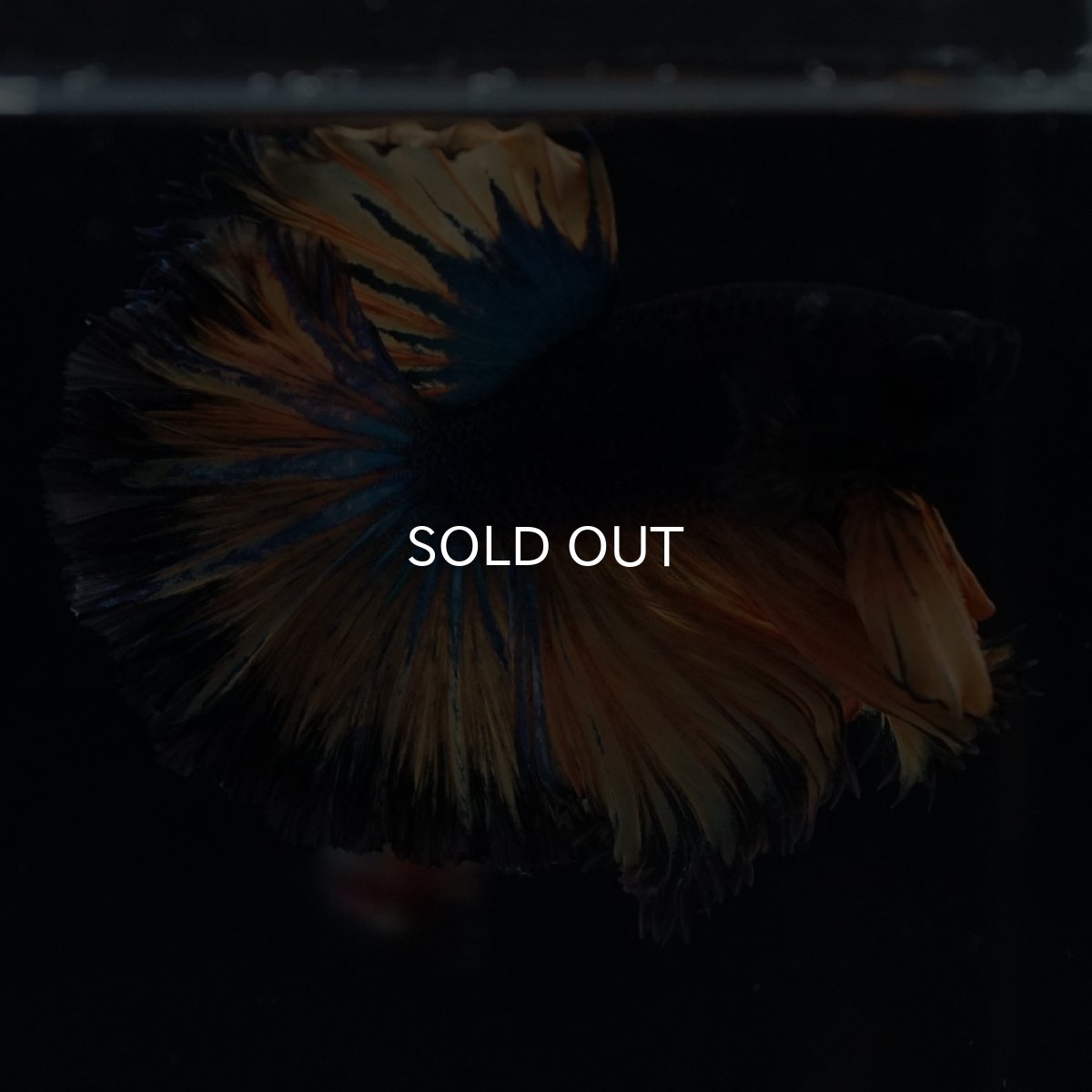 画像13: HM　マスタード　ローズテール (13)