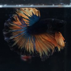 画像13: HM　マスタード　ローズテール (13)