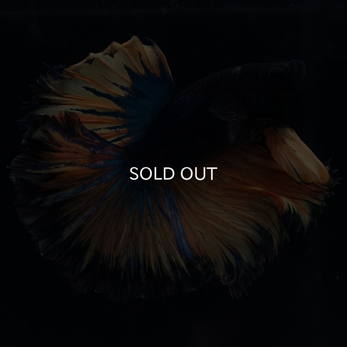 画像12: HM　マスタード　ローズテール (12)