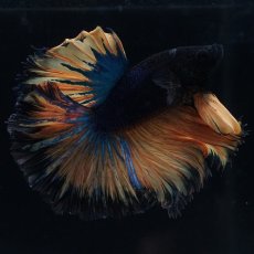 画像12: HM　マスタード　ローズテール (12)