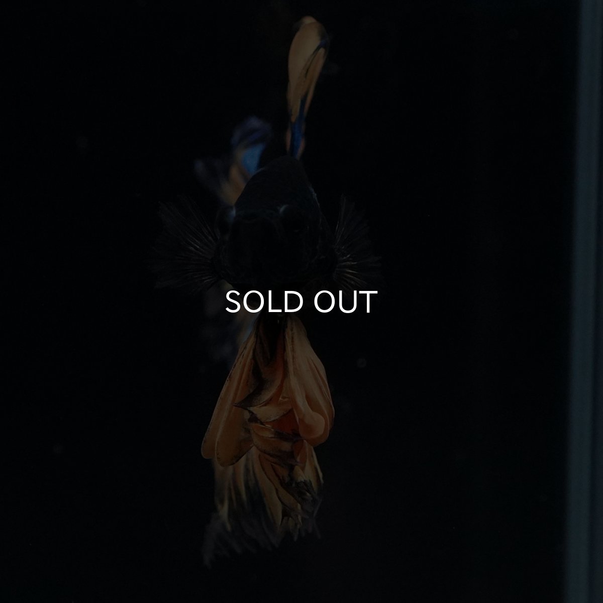 画像11: HM　マスタード　ローズテール (11)