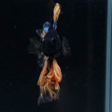 画像11: HM　マスタード　ローズテール (11)