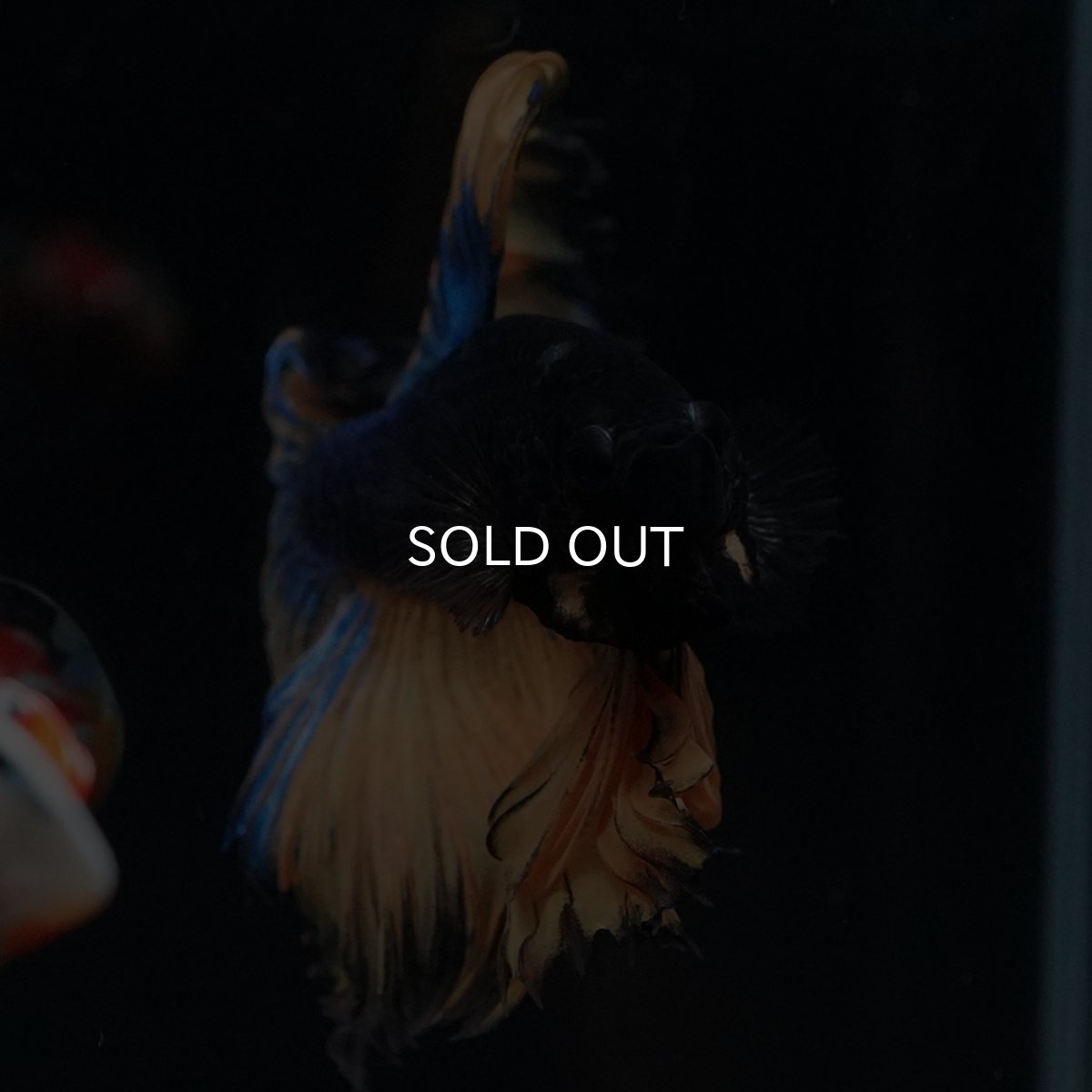 画像10: HM　マスタード　ローズテール (10)