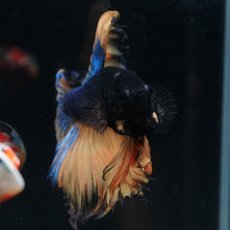 画像10: HM　マスタード　ローズテール (10)