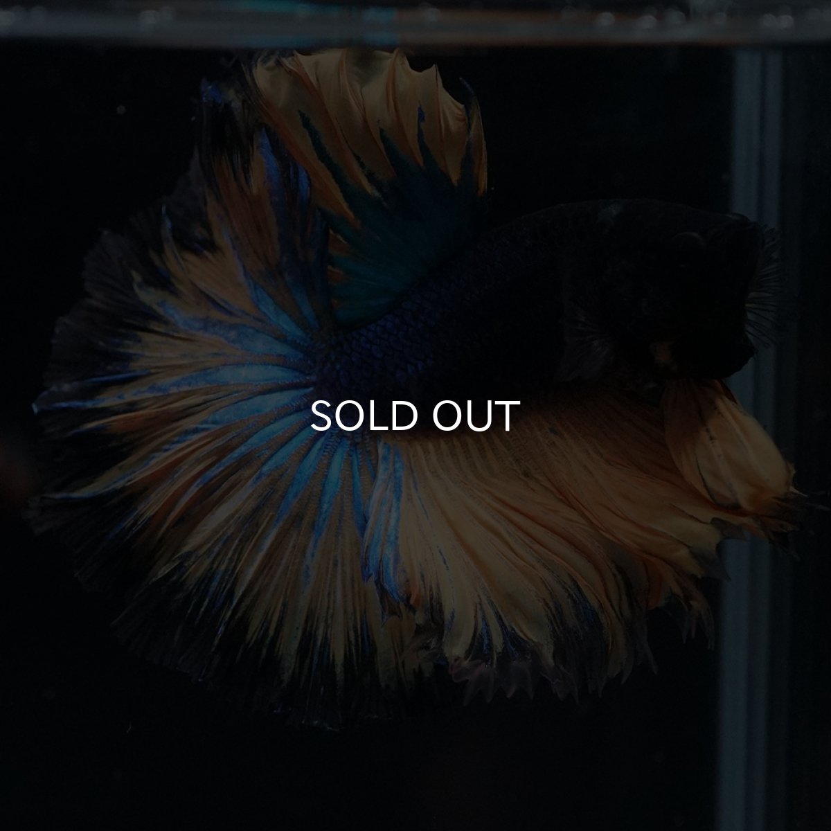 画像9: HM　マスタード　ローズテール (9)