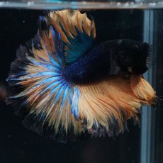 画像9: HM　マスタード　ローズテール (9)