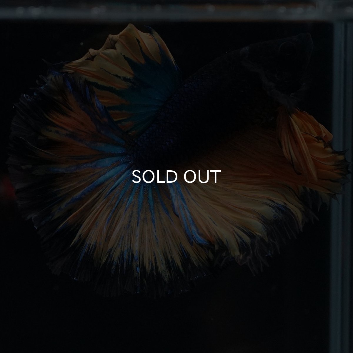 画像8: HM　マスタード　ローズテール (8)