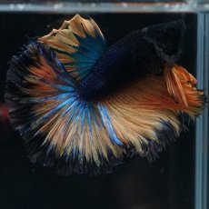 画像8: HM　マスタード　ローズテール (8)