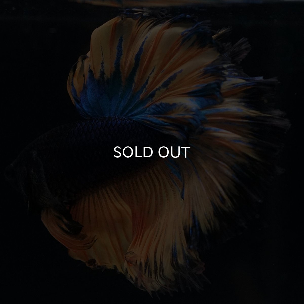 画像7: HM　マスタード　ローズテール (7)