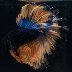 画像7: HM　マスタード　ローズテール (7)