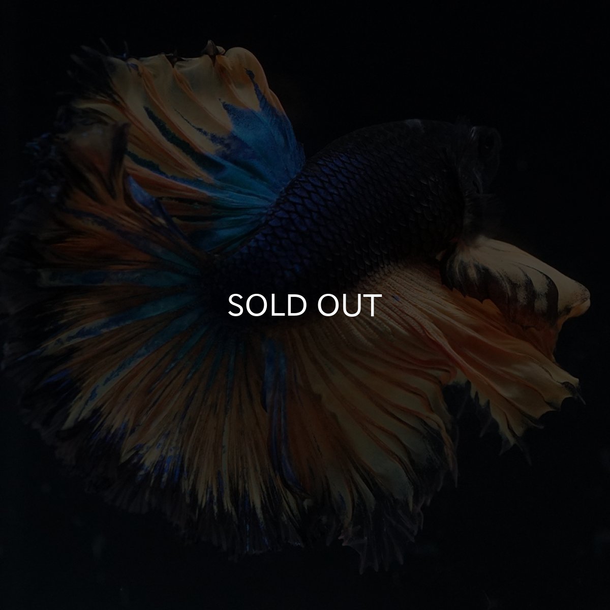 画像6: HM　マスタード　ローズテール (6)