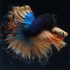 画像6: HM　マスタード　ローズテール (6)