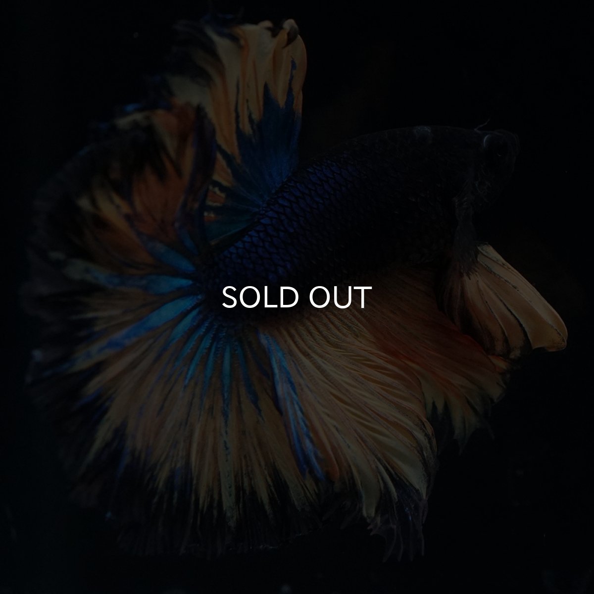 画像5: HM　マスタード　ローズテール (5)