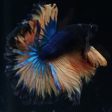 画像5: HM　マスタード　ローズテール (5)