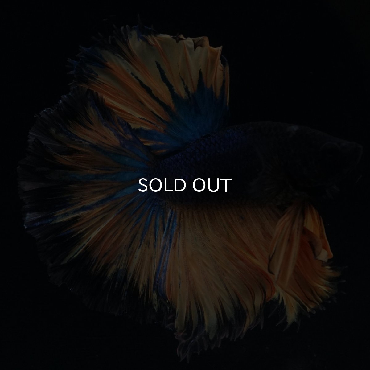 画像4: HM　マスタード　ローズテール (4)