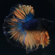 画像4: HM　マスタード　ローズテール (4)