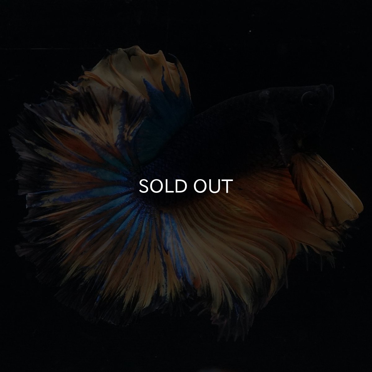 画像3: HM　マスタード　ローズテール (3)