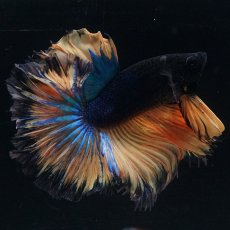 画像3: HM　マスタード　ローズテール (3)