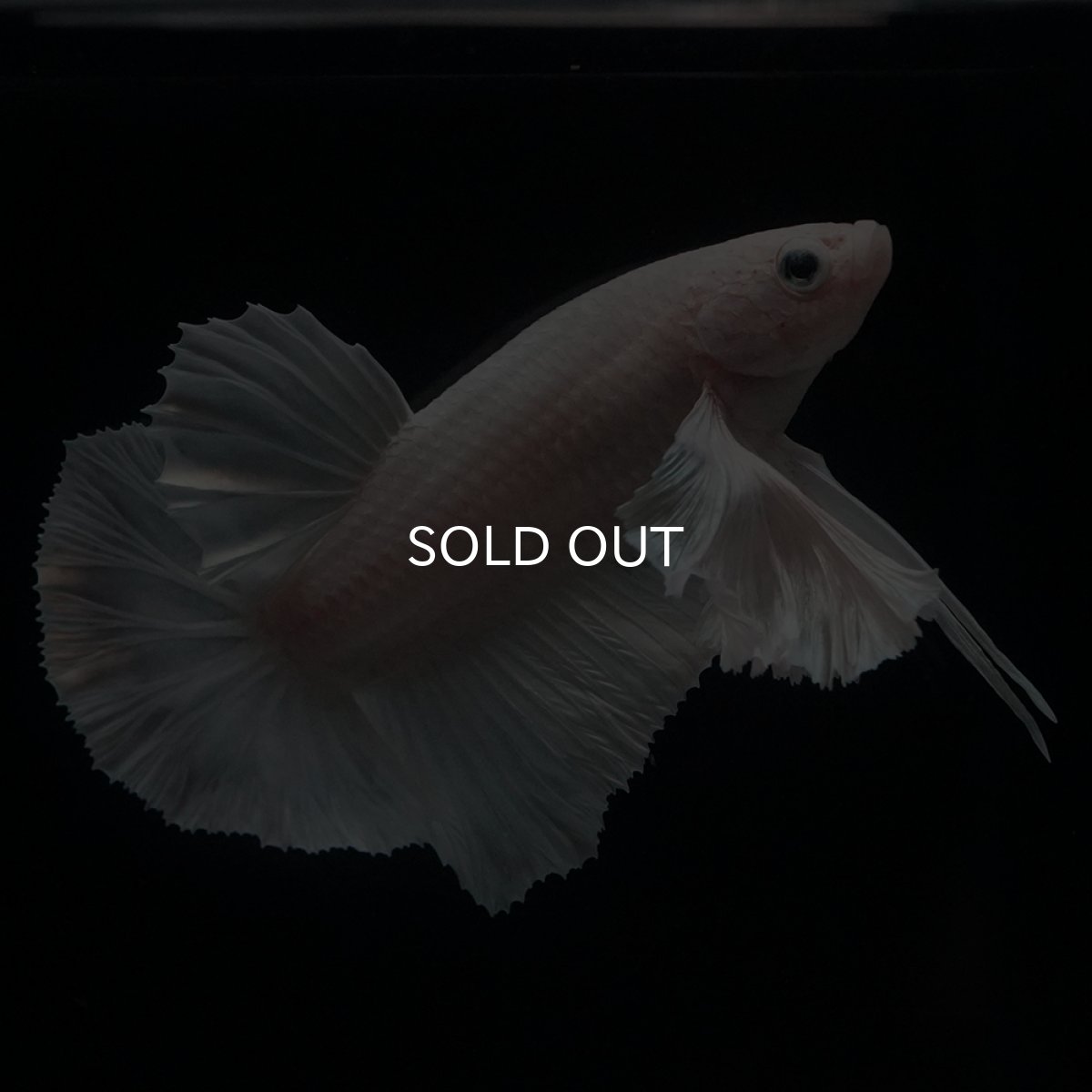 画像12: HMPK　ホワイトダンボ (12)