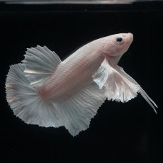 画像12: HMPK　ホワイトダンボ (12)