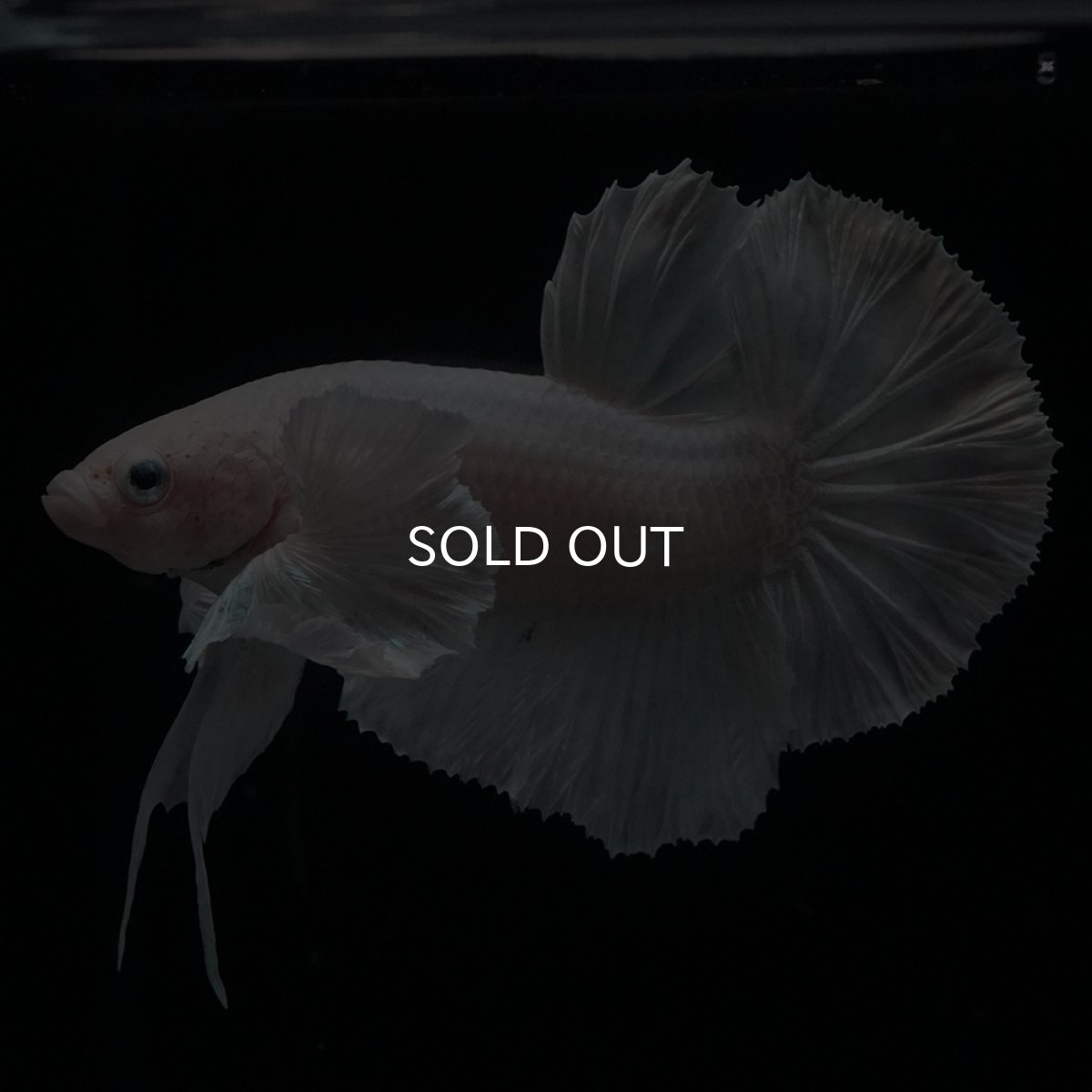 画像1: HMPK　ホワイトダンボ (1)