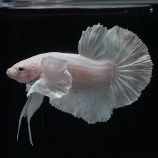 画像1: HMPK　ホワイトダンボ (1)