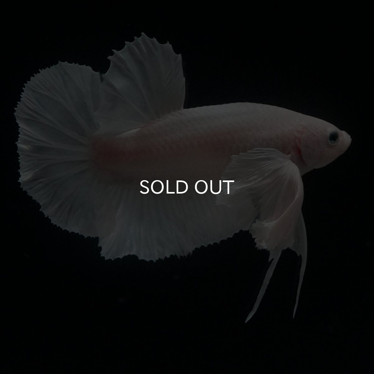 画像11: HMPK　ホワイトダンボ (11)