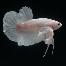 画像11: HMPK　ホワイトダンボ (11)