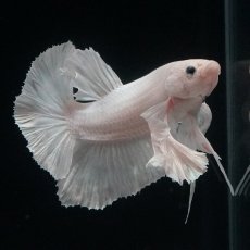 画像10: HMPK　ホワイトダンボ (10)