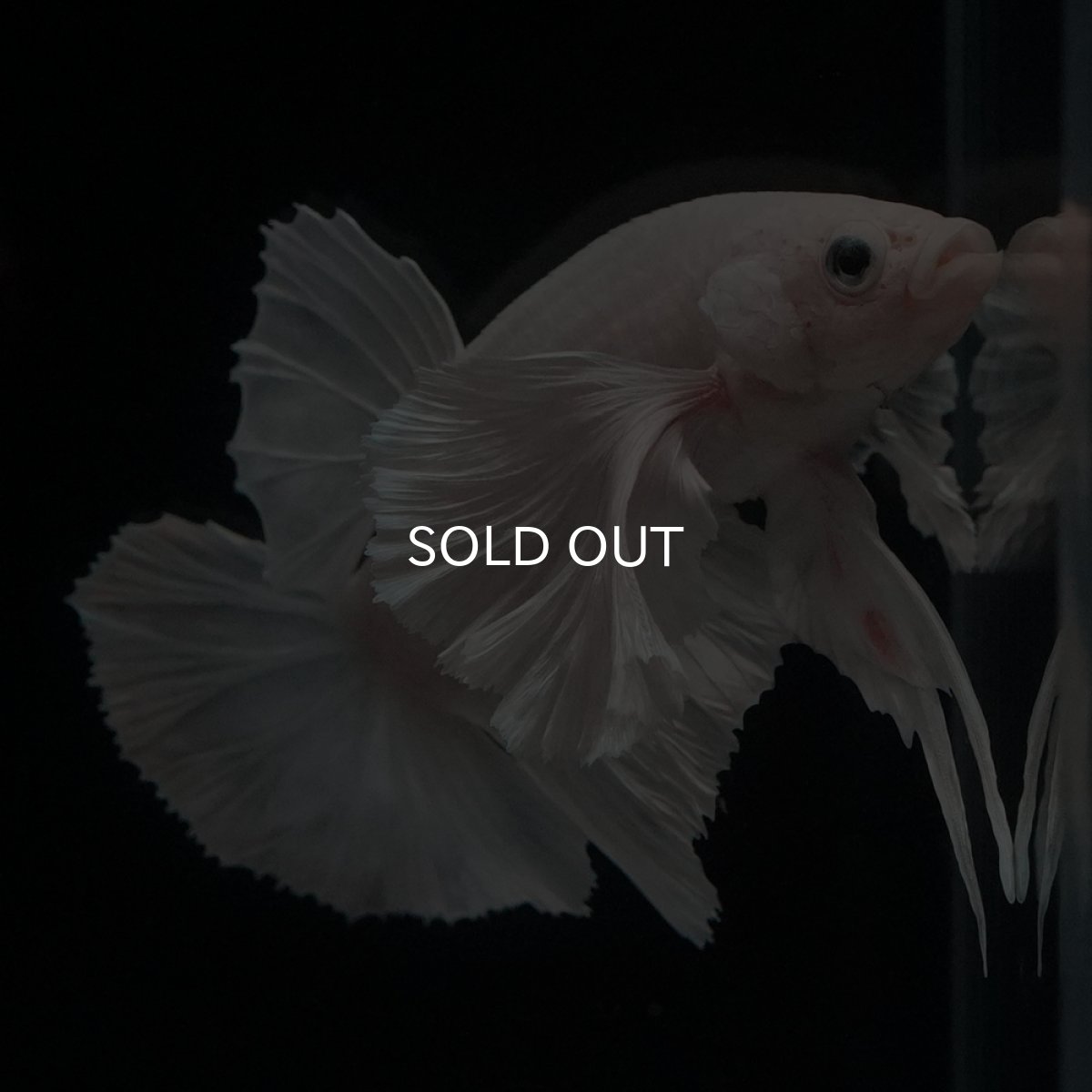 画像9: HMPK　ホワイトダンボ (9)