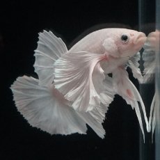 画像9: HMPK　ホワイトダンボ (9)