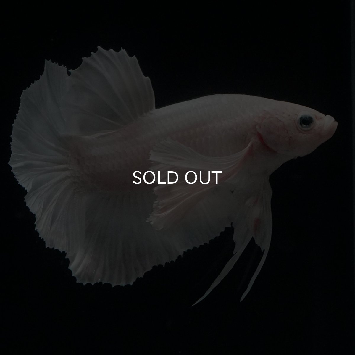 画像8: HMPK　ホワイトダンボ (8)