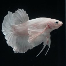 画像8: HMPK　ホワイトダンボ (8)