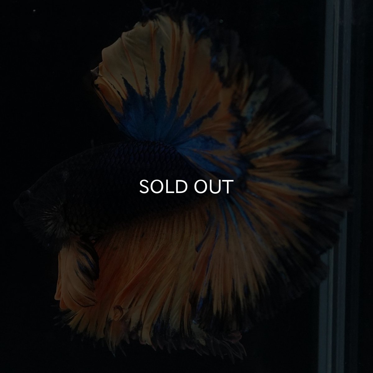 画像2: HM　マスタード　ローズテール (2)