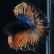 画像2: HM　マスタード　ローズテール (2)