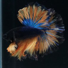 画像1: HM　マスタード　ローズテール (1)