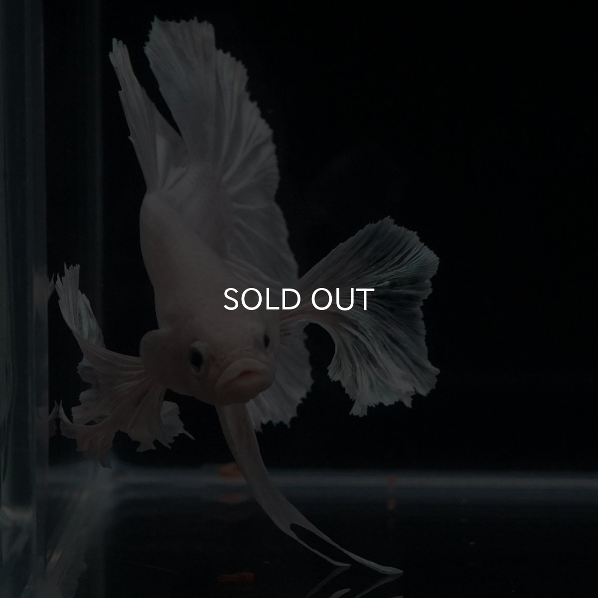 画像7: HMPK　ホワイトダンボ (7)