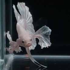 画像7: HMPK　ホワイトダンボ (7)