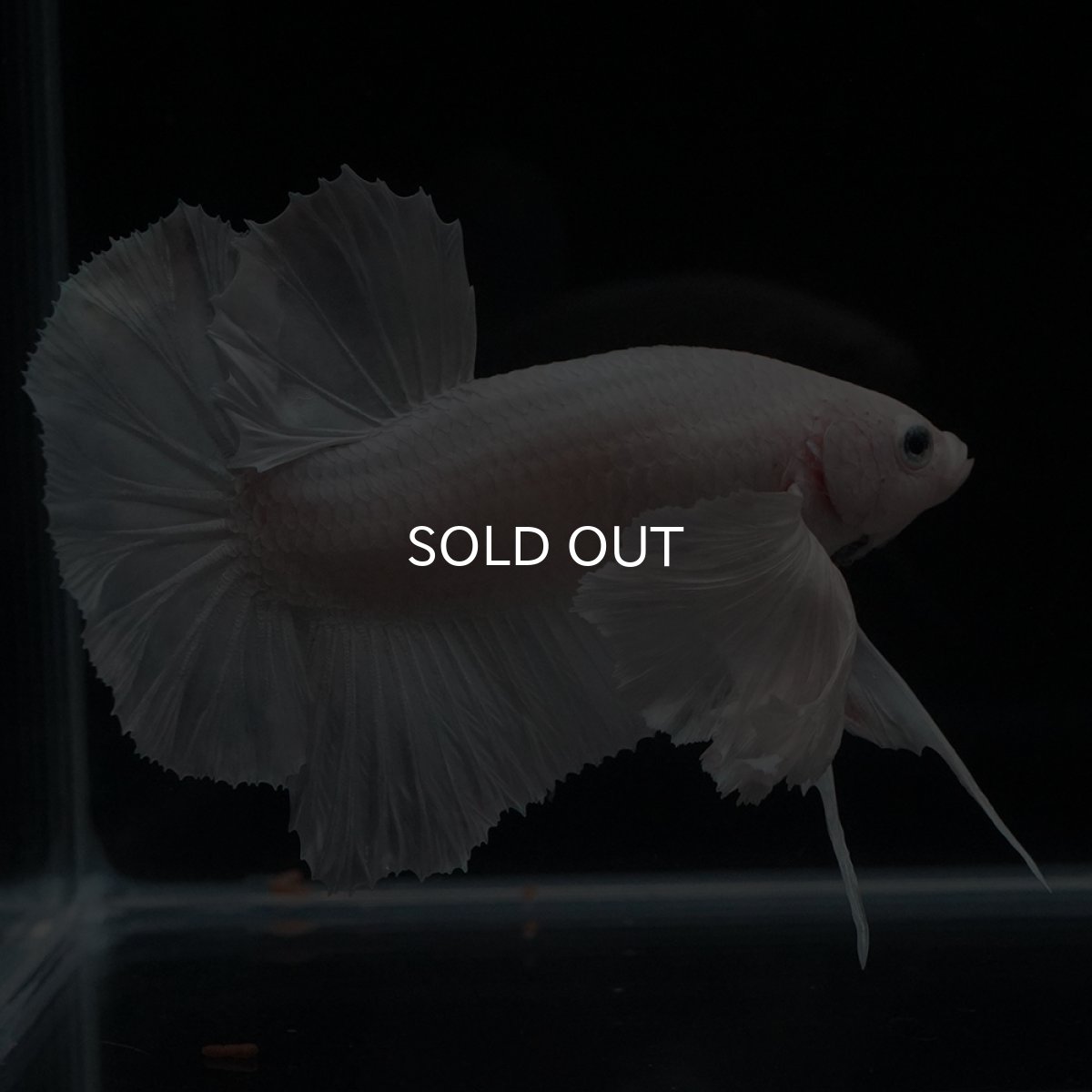 画像6: HMPK　ホワイトダンボ (6)