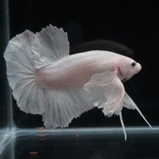 画像6: HMPK　ホワイトダンボ (6)