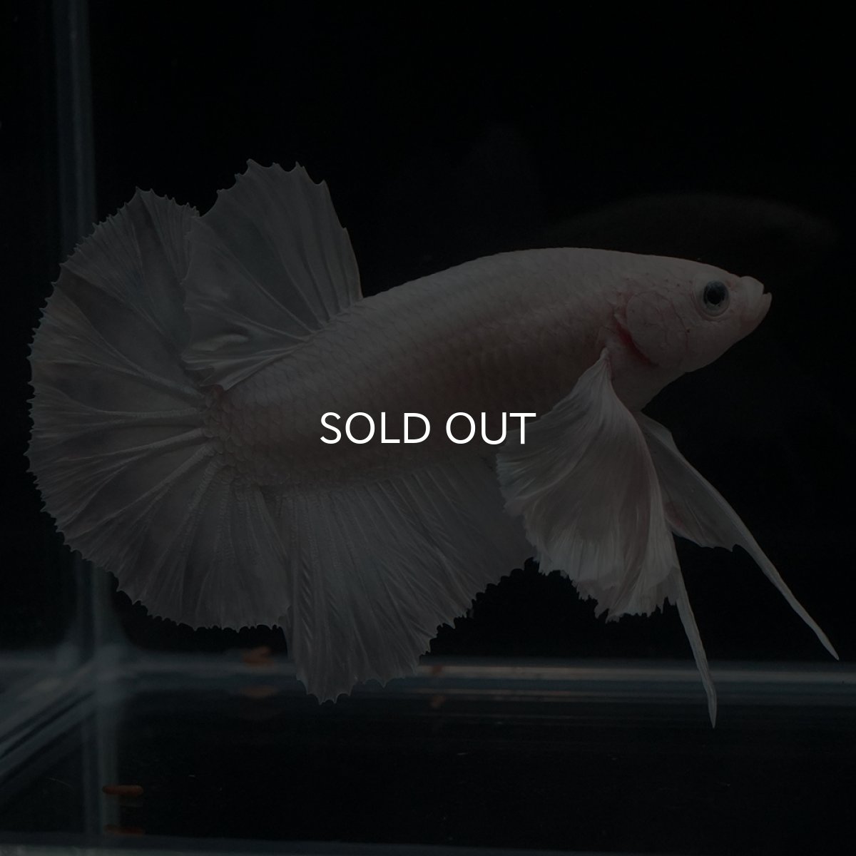 画像5: HMPK　ホワイトダンボ (5)