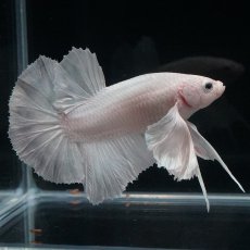 画像5: HMPK　ホワイトダンボ (5)