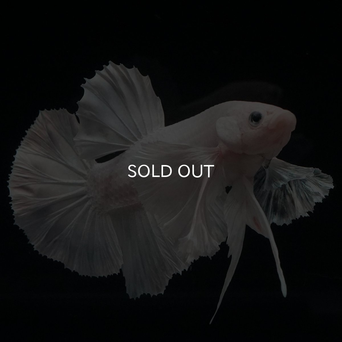 画像4: HMPK　ホワイトダンボ (4)