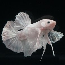 画像4: HMPK　ホワイトダンボ (4)