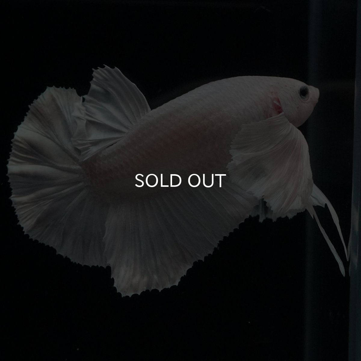 画像3: HMPK　ホワイトダンボ (3)