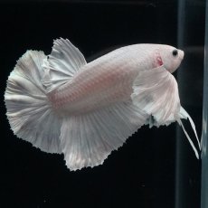 画像3: HMPK　ホワイトダンボ (3)