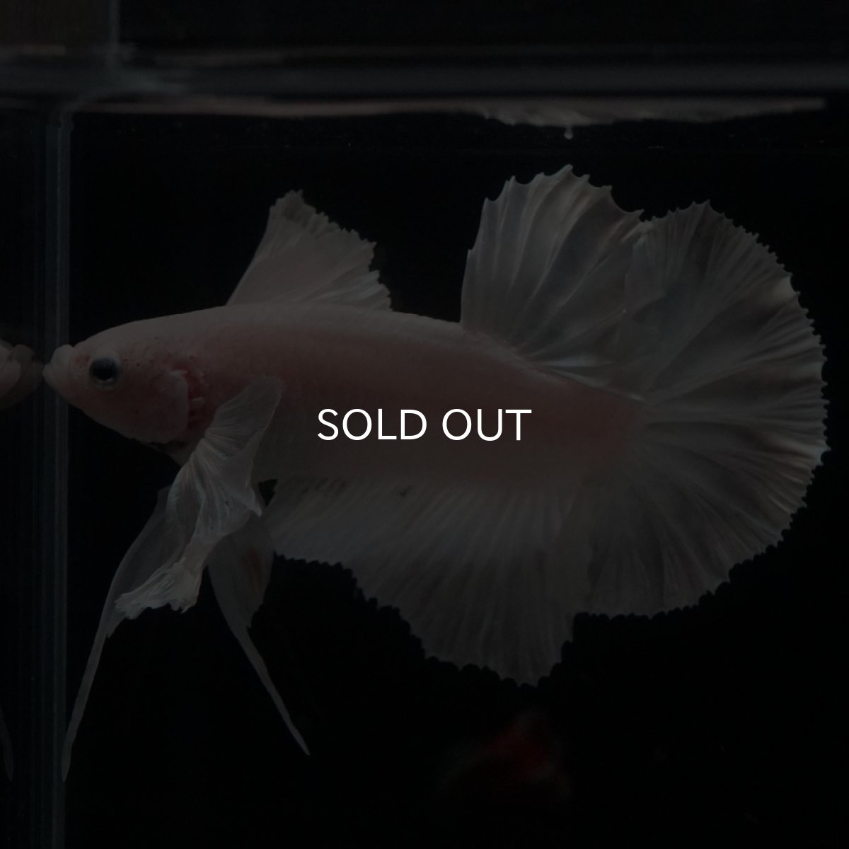 画像2: HMPK　ホワイトダンボ (2)